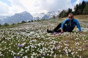 51 Bello stendersi tra i crocus fioriti